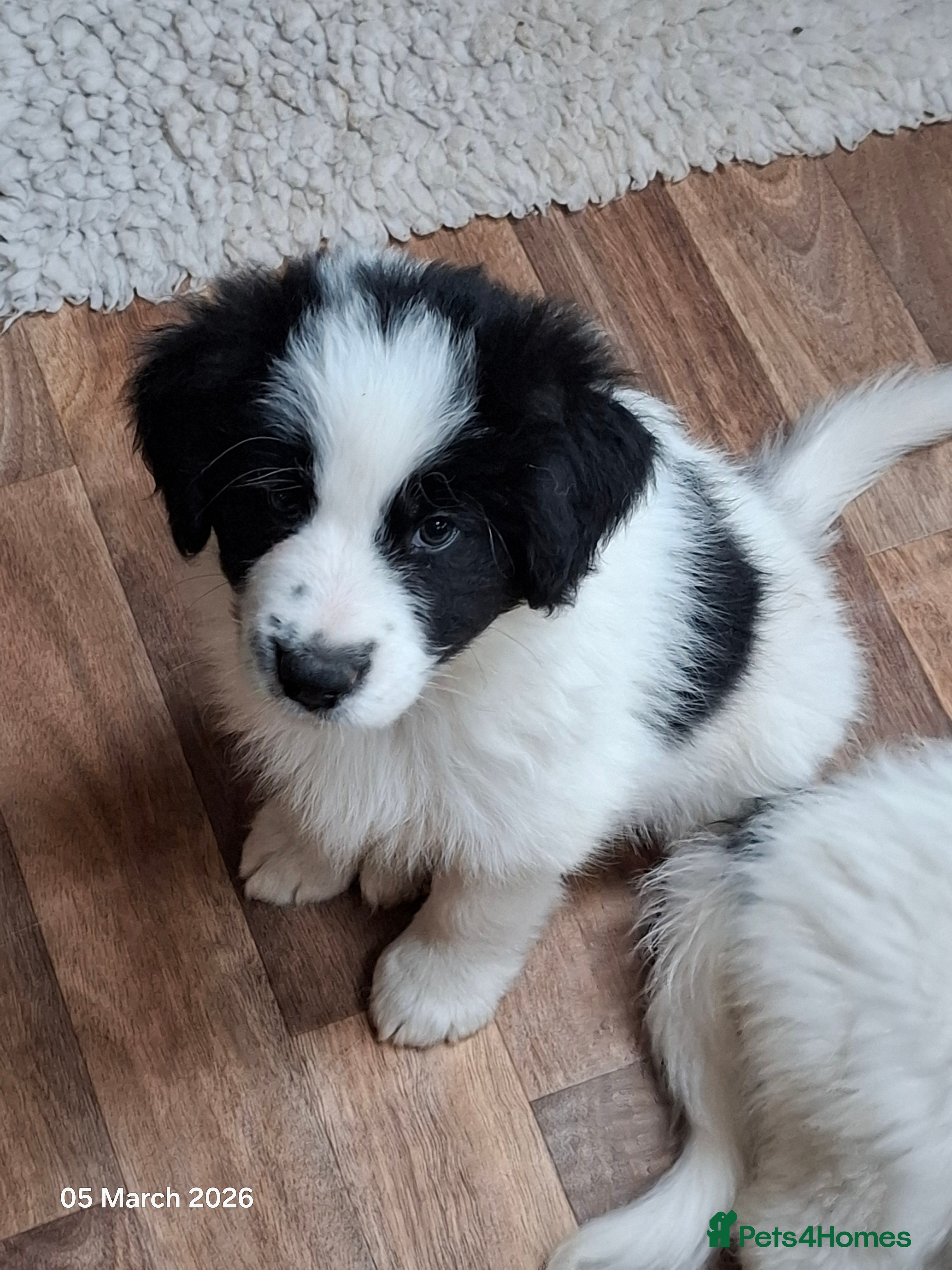 Samoyed dogs Samoyed x Border Collie Hybrid pups - Advert 10