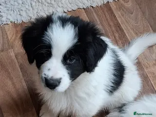 Samoyed dogs Samoyed x Border Collie Hybrid pups - Advert 10