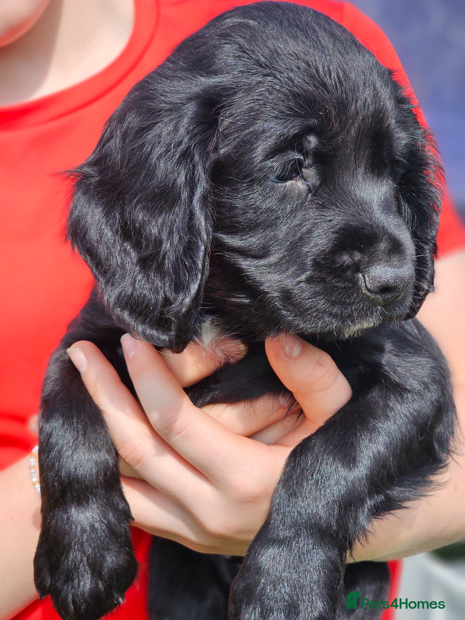 Cocker Spaniel dogs 3 beautiful boys left  - Advert 1
