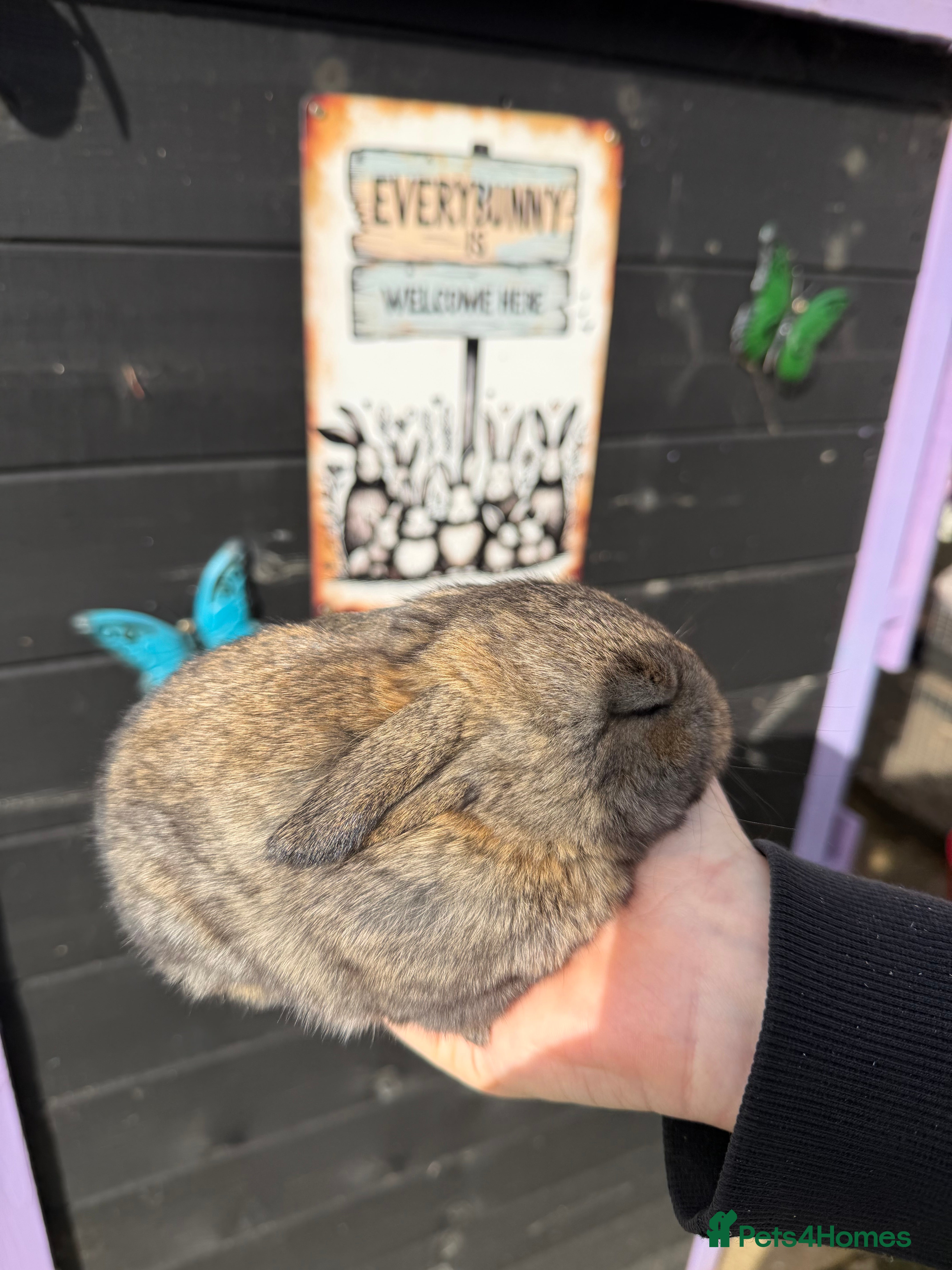 French Lop rabbits French lops  - Advert 17