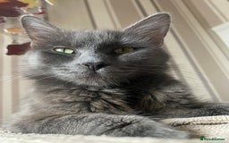 Mixed Breed cats for sale: 4 beautiful kittens left  - Image 7