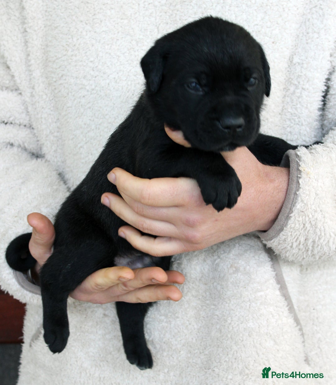 Cane Corso dogs for sale: Cane Corso Puppies from Exceptional Bloodlines, - Advert 18