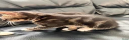 Mixed Breed cats for sale: 2 fluffy male tabby kittens 11 weeks old  - Advert 3