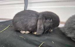 Mini Lop rabbits for sale: 💙 Baby Minilops Ready 25th💙  - Image 12