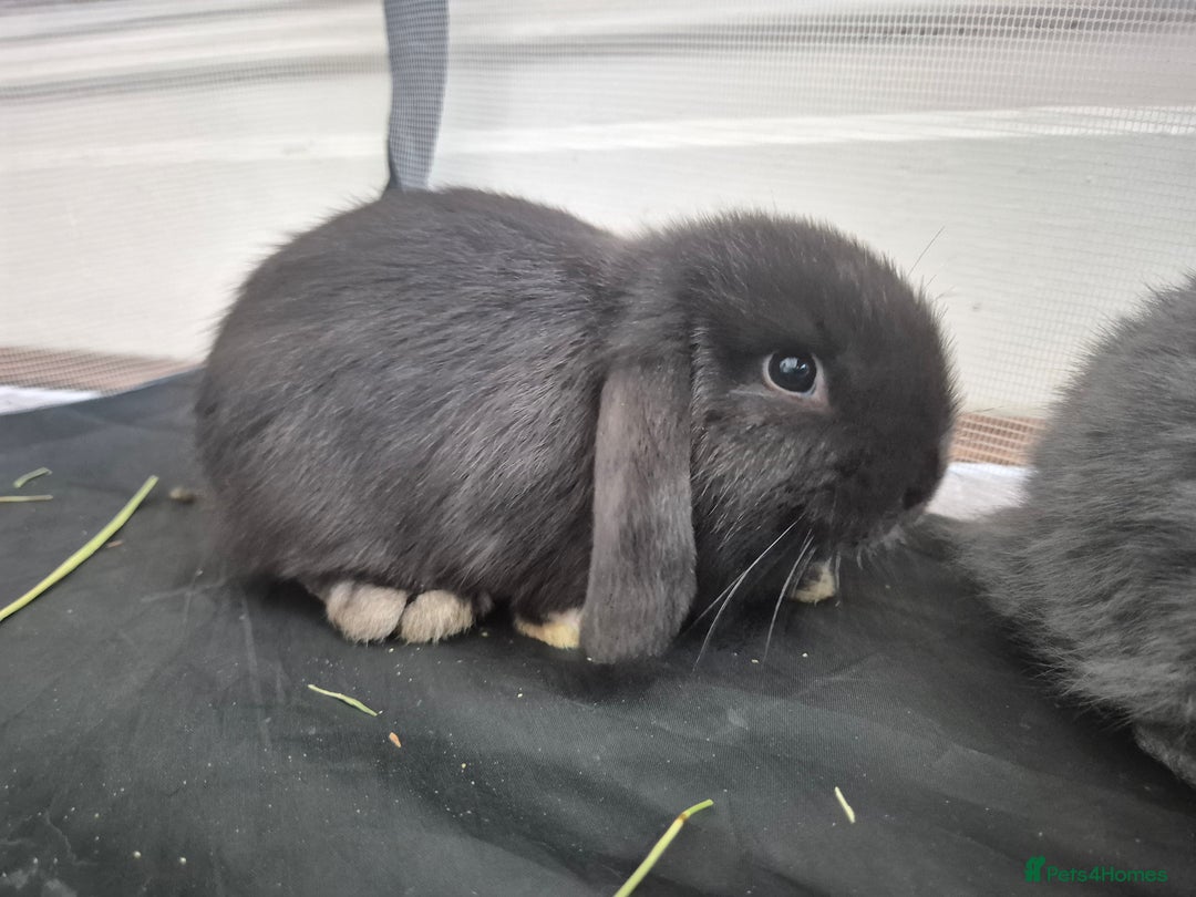 Mini Lop rabbits for sale: 💙 Baby Minilops Ready 25th💙  - Image 12