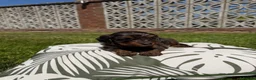Cockapoo dogs for sale: Cockapoo puppies - Advert 6