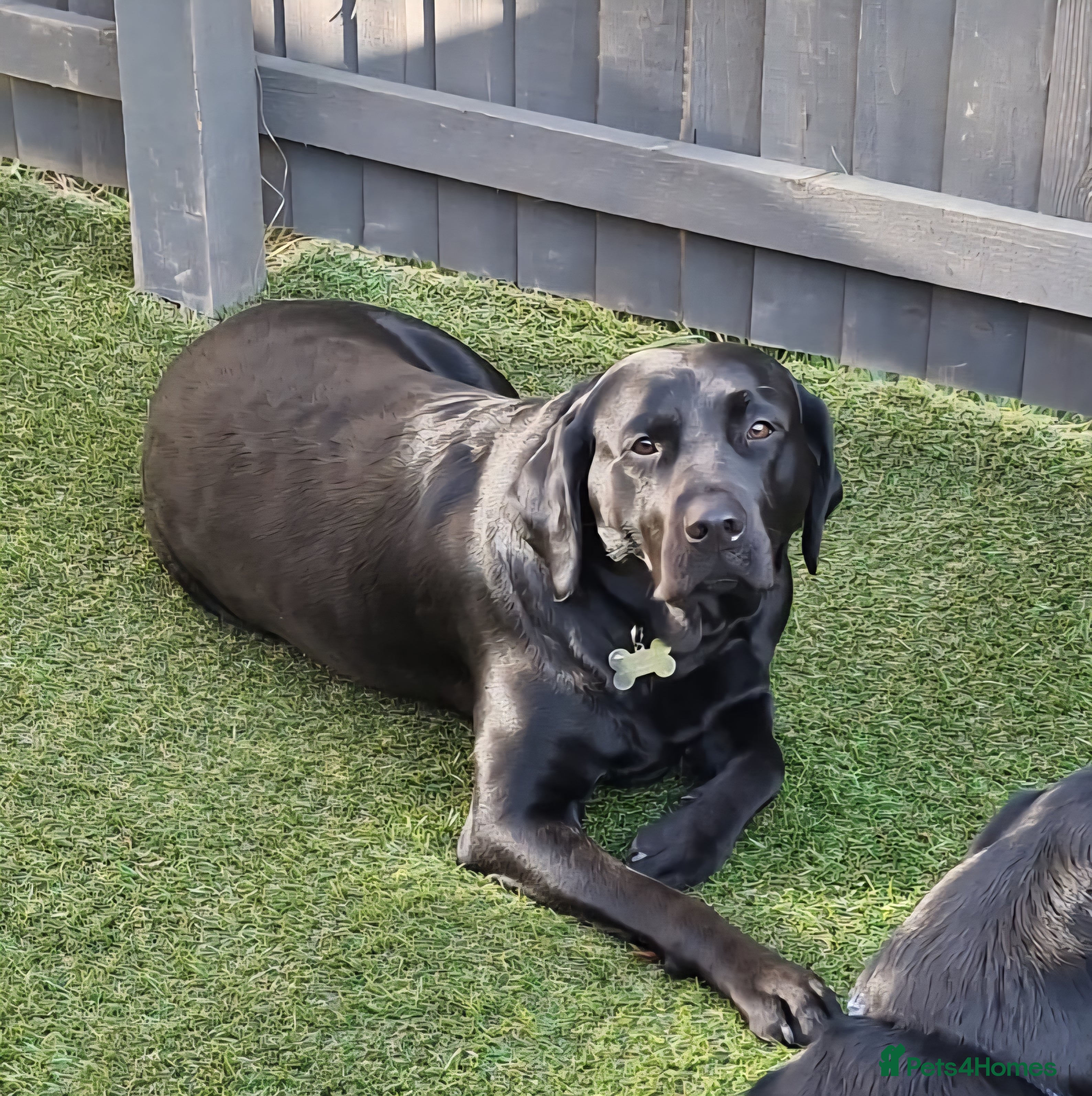 Labrador Retriever dogs Black labrador puppies - Advert 6