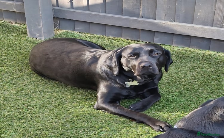 Labrador Retriever dogs - Advert 5