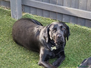 Labrador Retriever dogs for sale - Advert 1