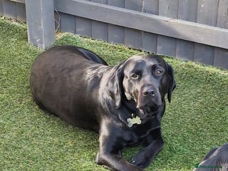 Labrador Retriever dogs Black labrador puppies - Advert 3
