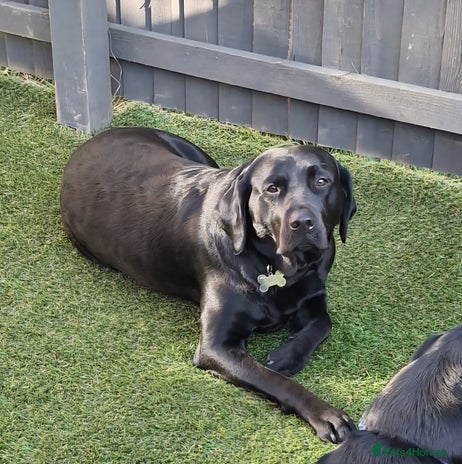 Labrador Retriever dogs - Advert 1