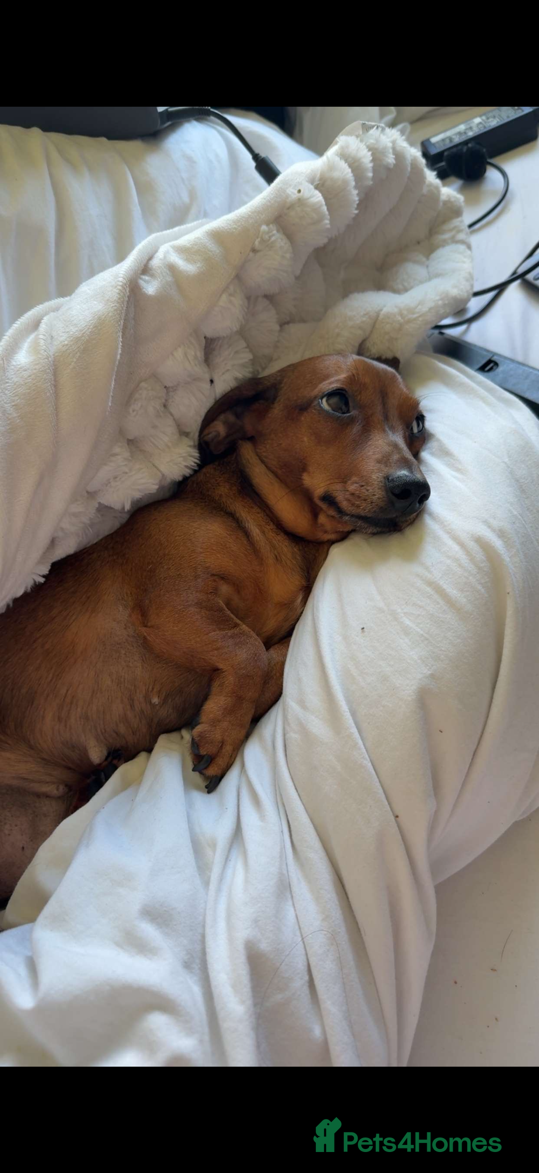 Miniature Dachshund dogs for sale: two gorgeous miniature dachshund puppies - Image 13
