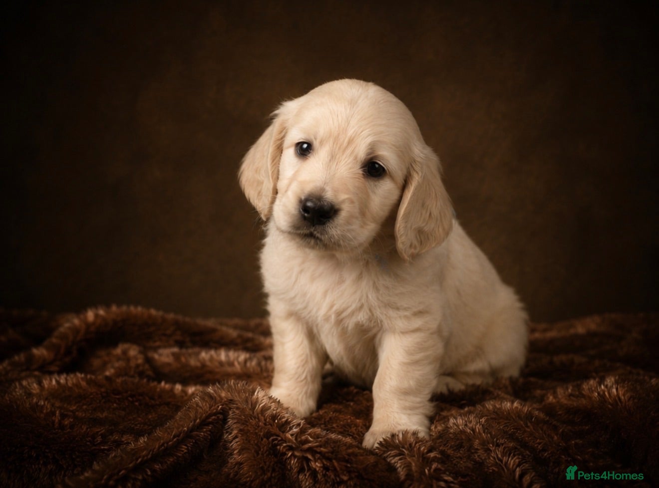 Miniature Dachshund dogs KC Registered Cream Miniature Dachshund Puppies🐶 - Advert 2