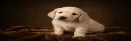 Miniature Dachshund dogs for sale: KC Registered Cream Miniature Dachshund Puppies🐶 - Advert 2