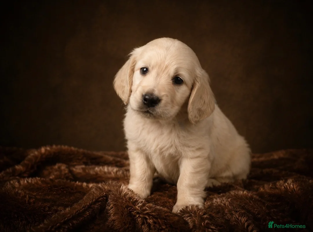 Miniature Dachshund dogs for sale: KC Registered Cream Miniature Dachshund Puppies🐶 - Advert 2