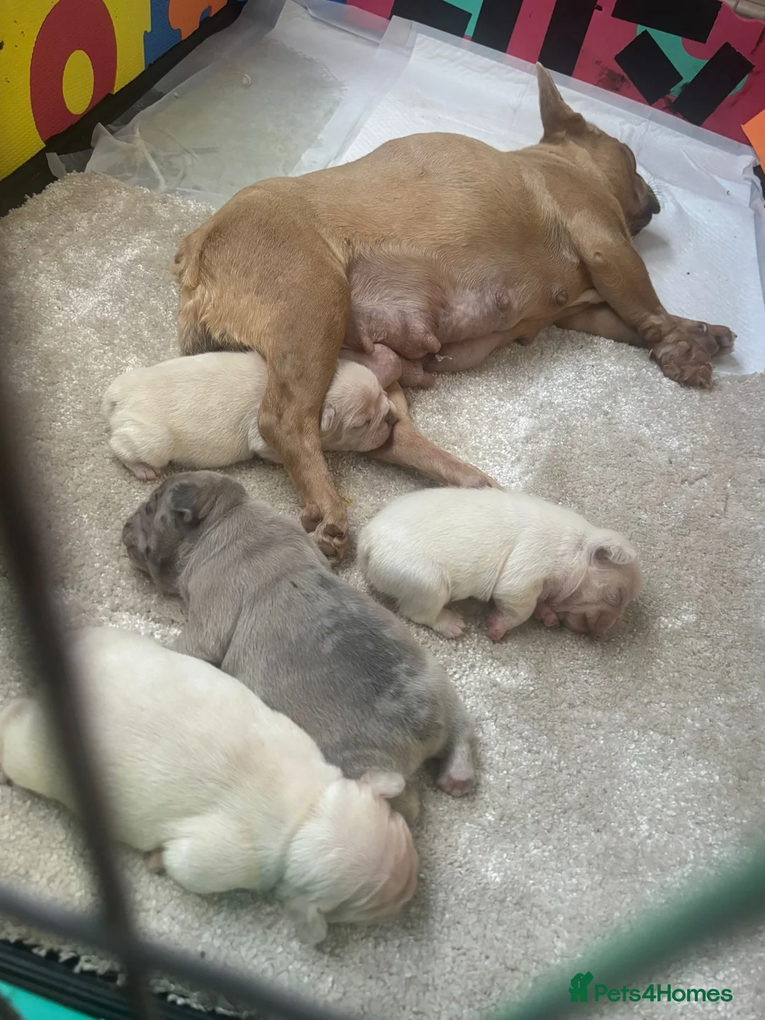 French Bulldog dogs for sale: Pedigree frenchies  - Advert 1