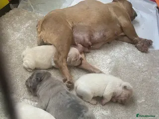 French Bulldog dogs Pedigree frenchies - Advert 1