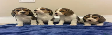 Beagle 4