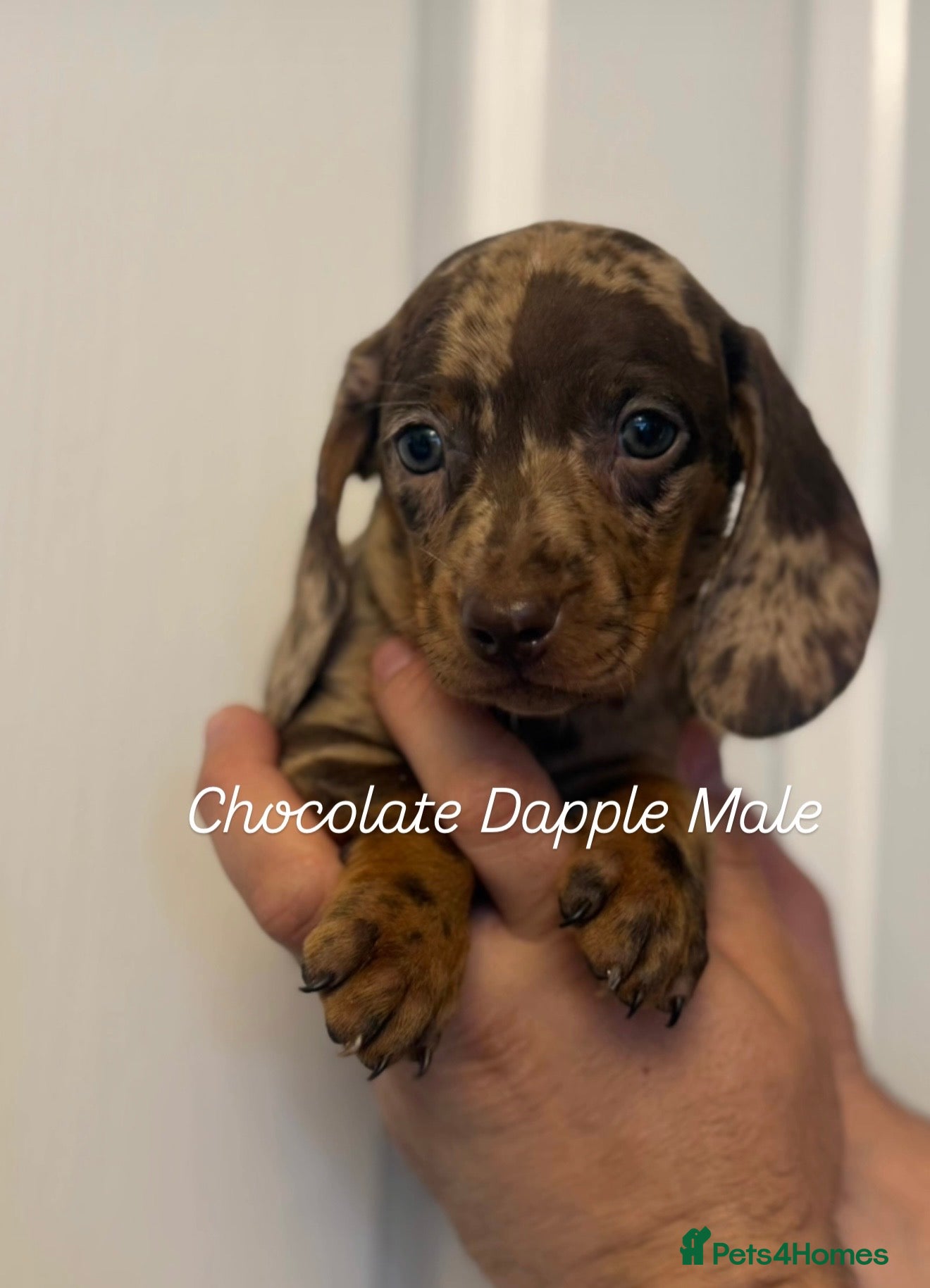 Miniature Dachshund dogs Ministure dachshund  - Advert 18