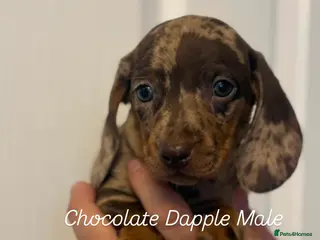 Miniature Dachshund dogs Ministure dachshund - Advert 18