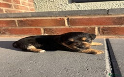 Jack Russell dogs for sale: Jack russells puppies  - Image 2