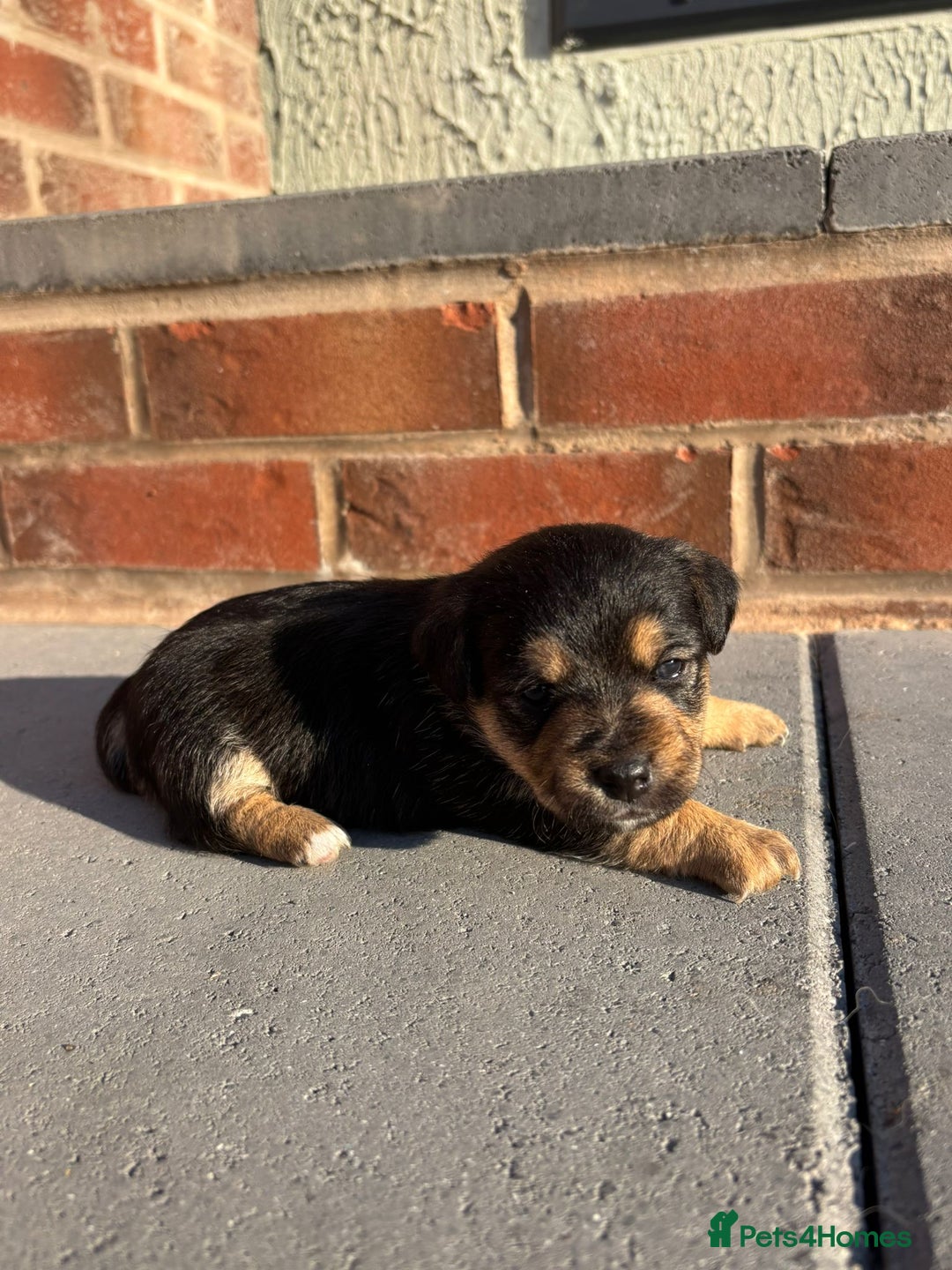 Jack Russell dogs for sale: Jack russells puppies  - Image 2