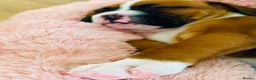 Boxer dogs for sale: Boxer girl looking for a forever home in Darlington - Advert 3