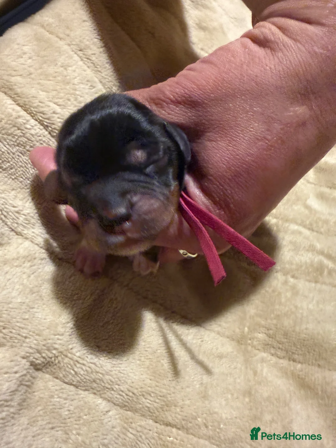 Cockalier dogs for sale: Fully health tested cockalier puppies.  - Advert 8