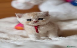 Exotic cats for sale: Superb Exotic Chinchilla kittens - Health tested  - Image 5