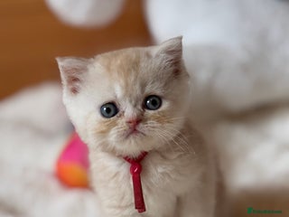 Exotic cats - Advert 1