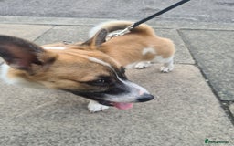 Welsh Corgi Pembroke dogs for sale: Corgi pup male 4 months old - Image 3