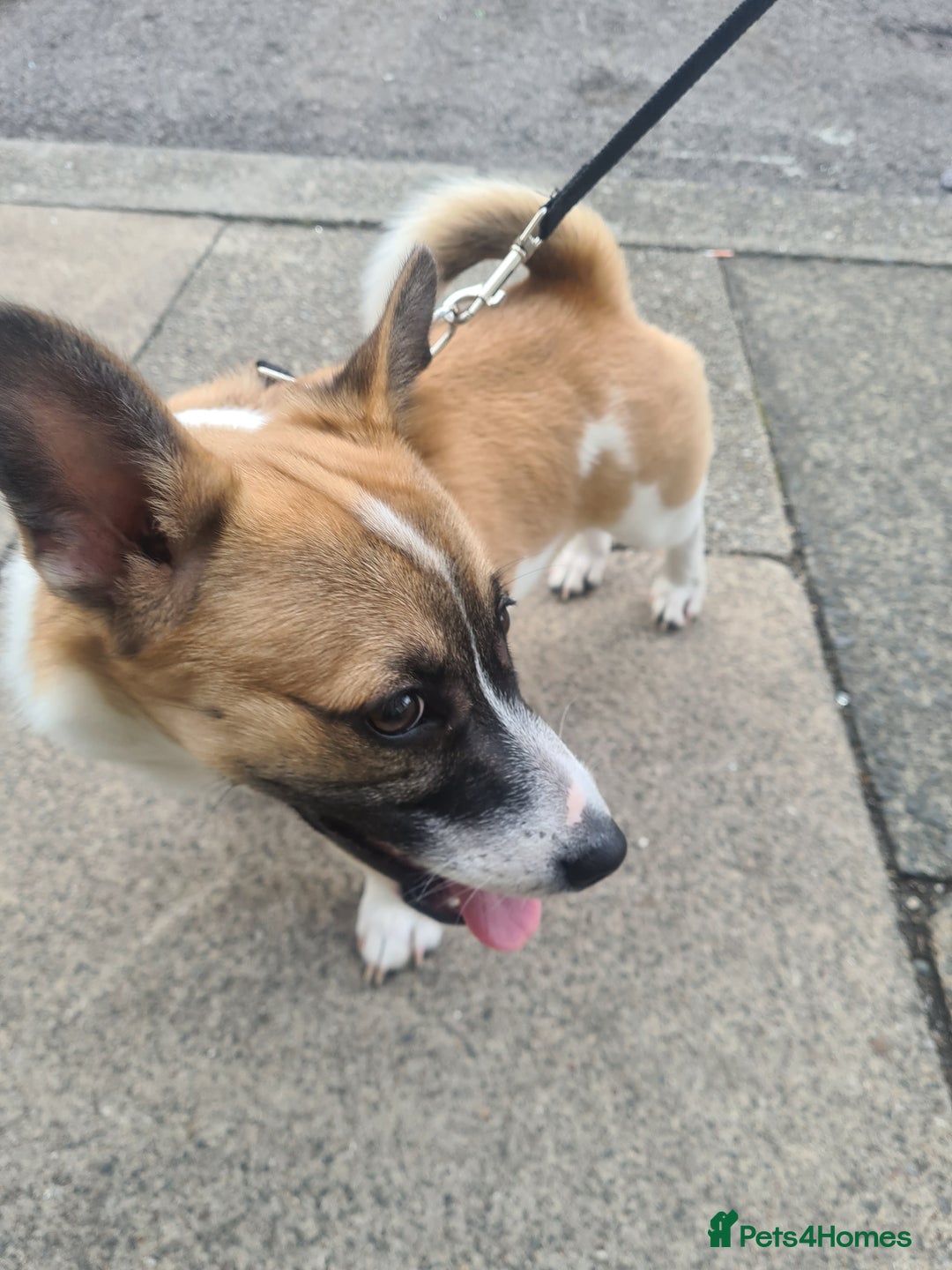 Welsh Corgi Pembroke dogs for sale: Corgi pup male 4 months old - Image 3
