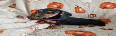 Miniature Dachshund 3