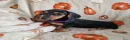 Miniature Dachshund dogs for sale: ADORABLE MINI DACHSHUNDS  - Advert 9