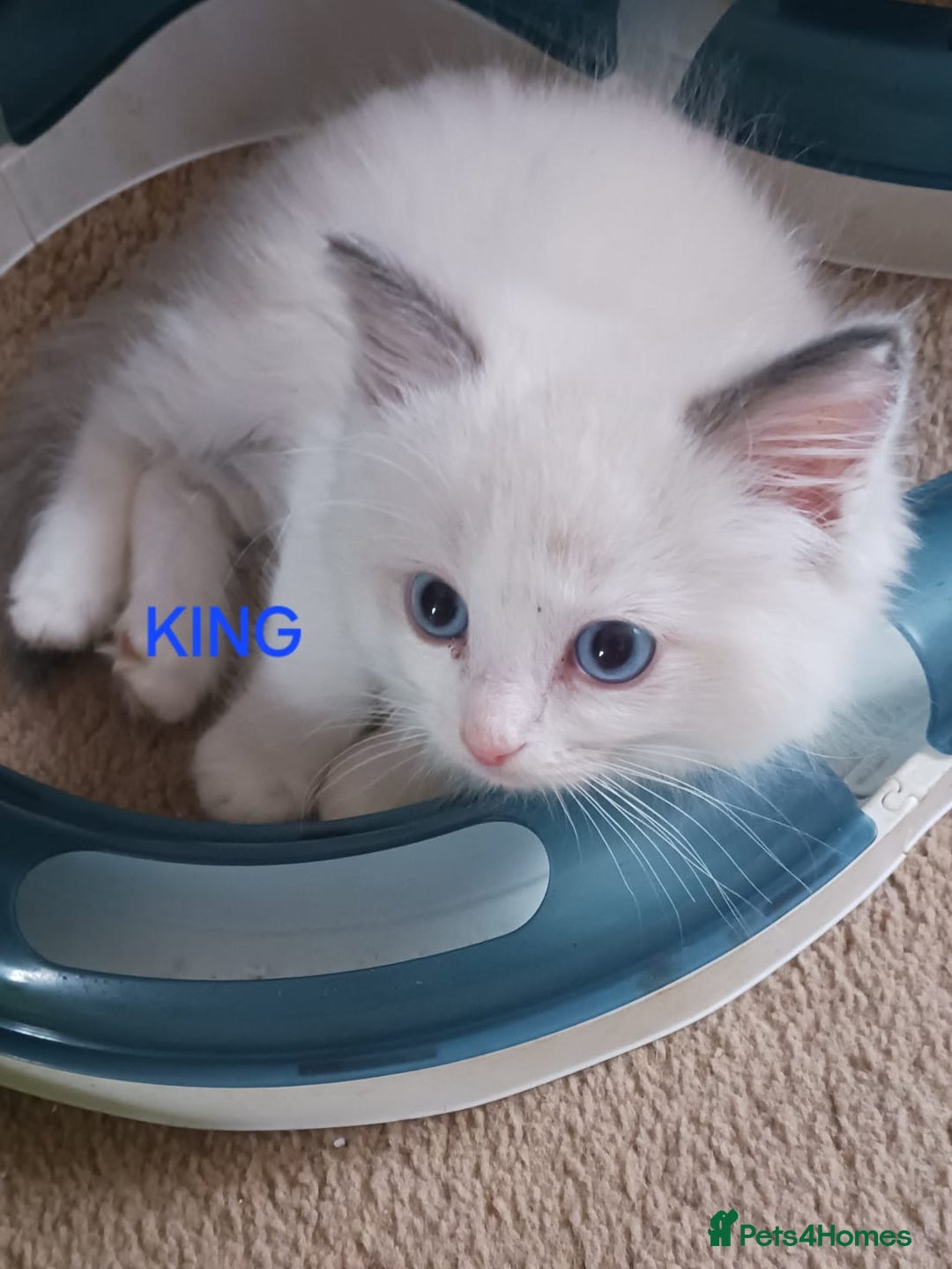 Ragdoll cats for sale: CUTE BLUE C/P RAGDOLL KITTENS  - Advert 5