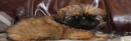 Shih Tzu dogs for sale: Outstanding Shih Tzu boys  - Advert 2