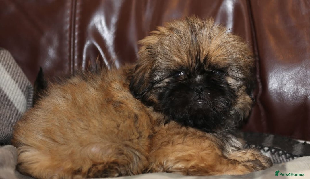 Shih Tzu dogs for sale: Outstanding Shih Tzu boys  - Advert 2