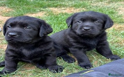 Labrador Retriever dogs for sale: Show chunky black Labradors - Image 3
