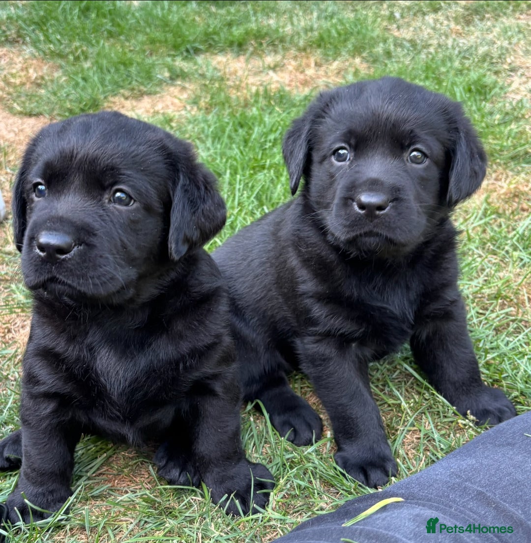 Labrador Retriever dogs for sale: Show chunky black Labradors - Image 3