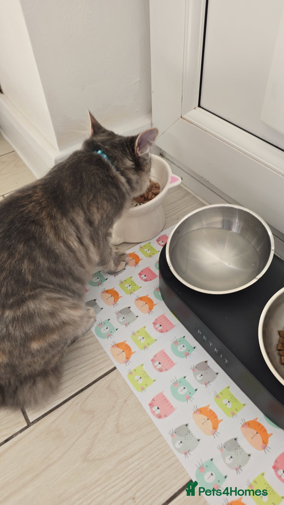 Mixed Breed cats for sale: Darcy looking for her forever home  - Image 13