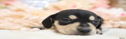 Miniature Dachshund dogs for sale: KC Miniature Dachshund Puppies - Advert 27