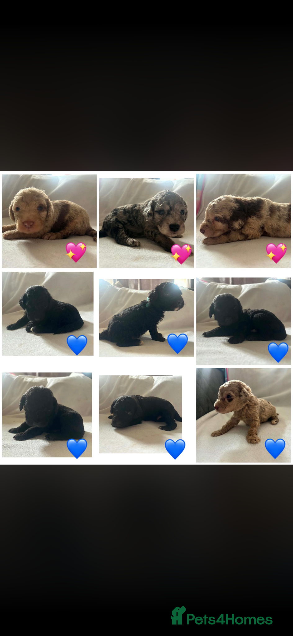 Labradoodle dogs Beautiful F1B labradoodle puppies  - Advert 6