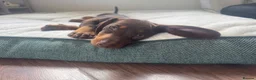 Miniature Dachshund dogs for sale: Beautiful PRA Clear Mini Dachshund Puppies  - Advert 13
