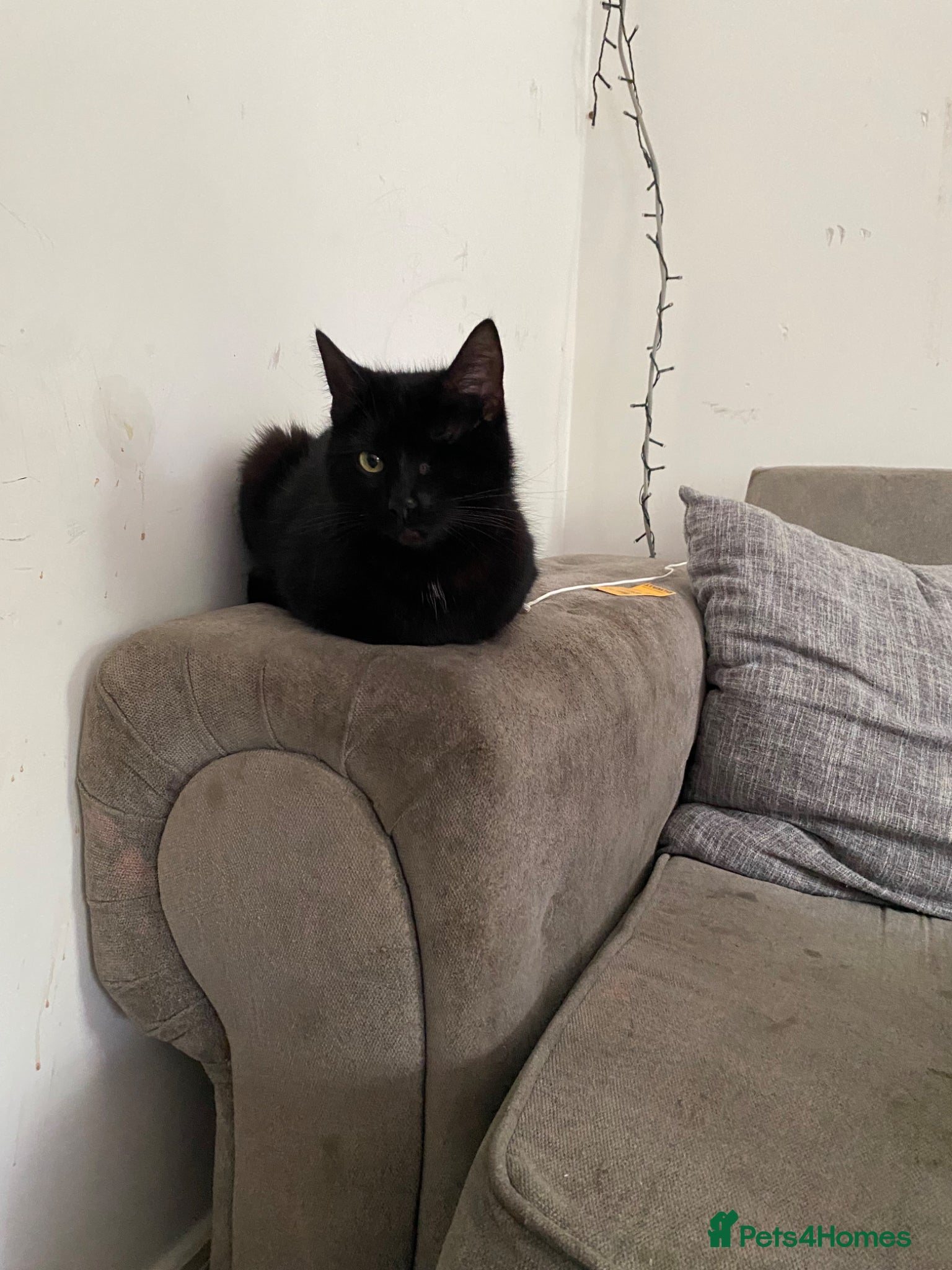 Mixed Breed cats Black kittens  - Advert 5