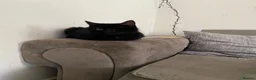 Mixed Breed cats for sale: Black kittens  - Advert 1