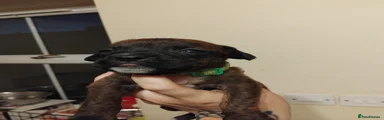 Green collar- girl-bob tail