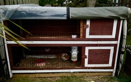 Guinea Pig rodents for sale: 5 month old bonded boy guinea pigs - Image 10