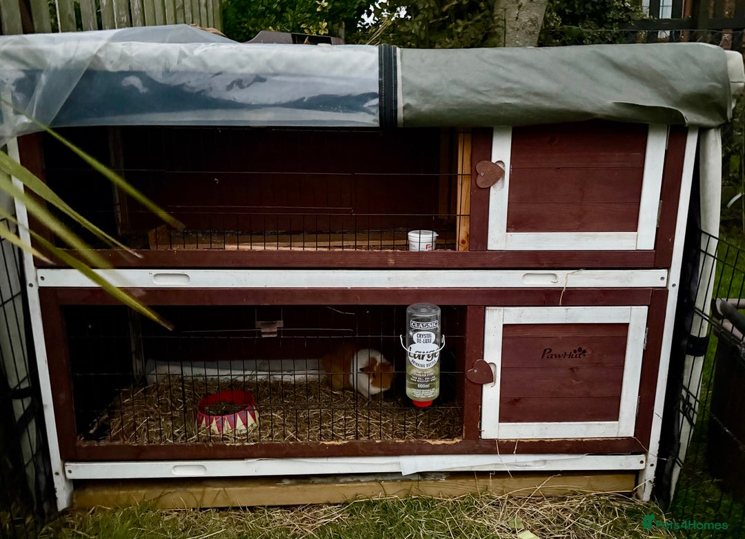 Guinea Pig rodents for sale: 5 month old bonded boy guinea pigs - Image 10
