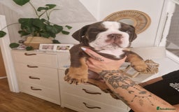 Mixed Breed dogs for sale: 3 Old English bulldog boys £1500  - Image 15