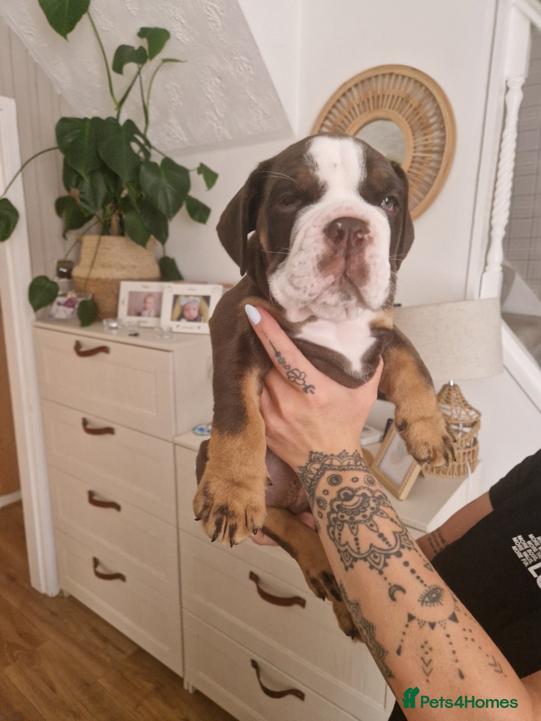 Mixed Breed dogs for sale: 3 Old English bulldog boys £1500  - Image 15